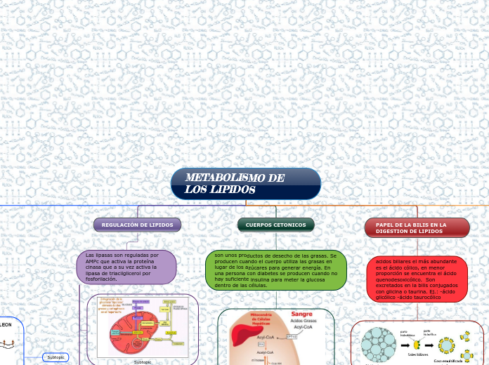 Metabolismo De Los Lipidos Mind Map